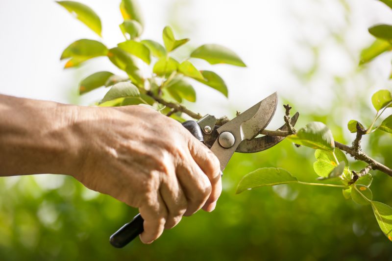 Arborist Pruning