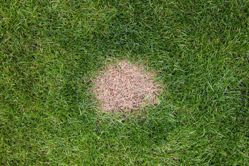 Grass Repair