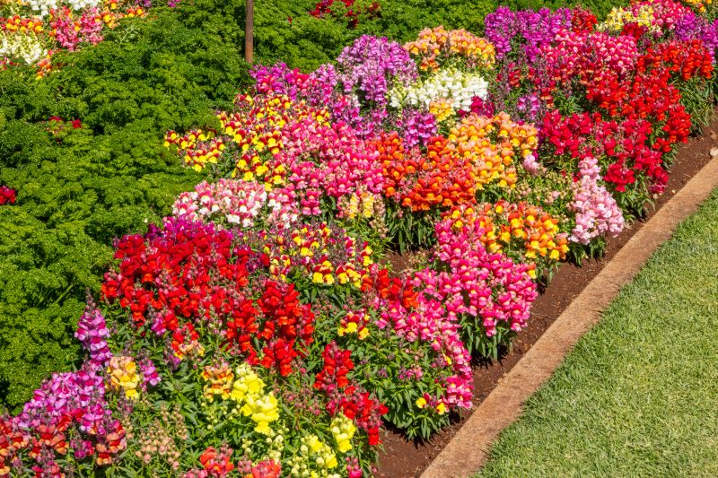 Lawn Border Installation