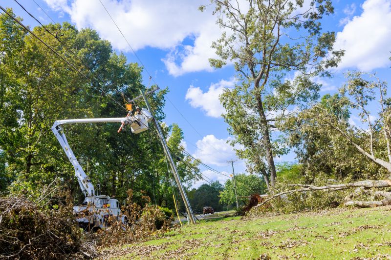 Tree Cabling Service