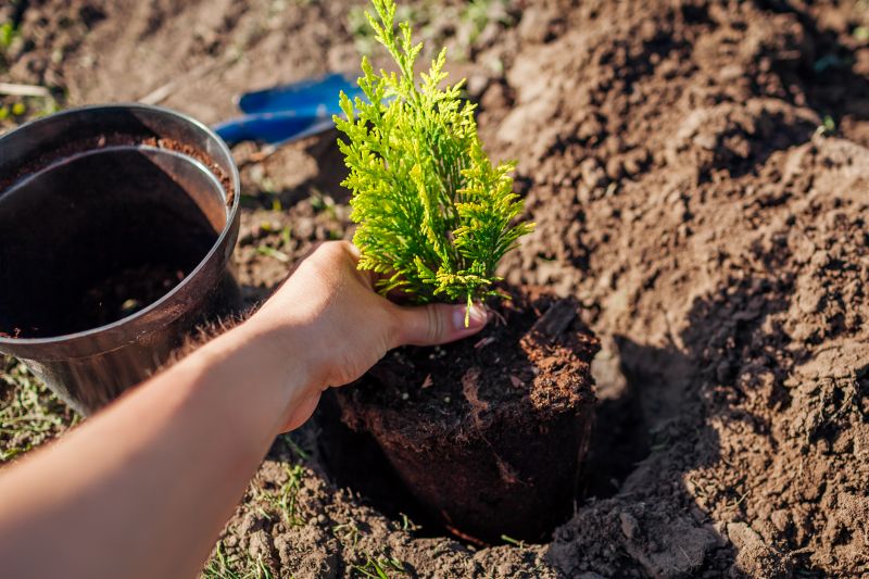 Tree Planting Service